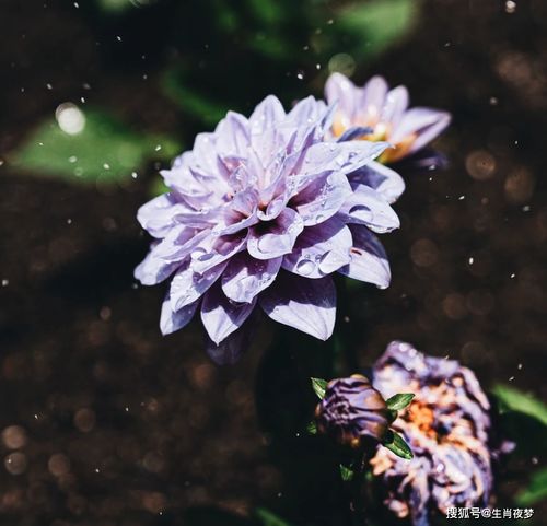  6月上旬,命中藏金,好运难挡,3大生肖事业行大运,大器晚成