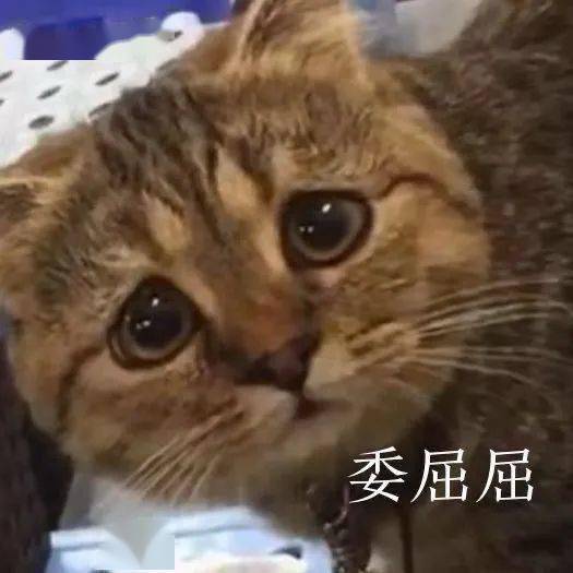  沙雕表情没有困难的工作,只有勇敢的打工人