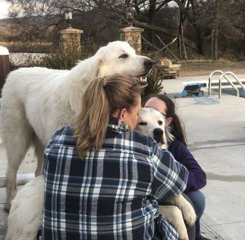  龙卷风来袭,忠犬拒绝离开,第二天,主人前来查看,激动得泪奔