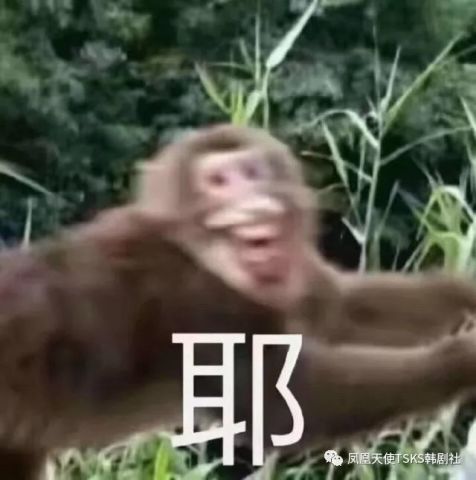 套你猴子表情包张家界