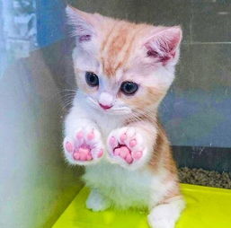 微信头像女士专用猫咪好