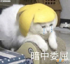  喝酒宿醉再喝是狗无聊图片叫声靓仔表情包下载乐游网游戏下载