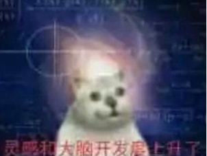 mur猫表情包呆滞
