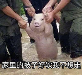  不想上学表情包下载洪水猪不想上学表情包高清无水印极光下载站