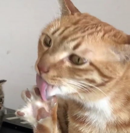  把小奶猫托付给橘猫,结果回家发现小奶猫会了一项新技能舔脚