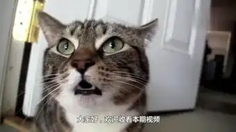  公猫