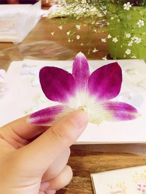  如何把真花做成可以永久保存的押花为自己的手机穿上独一无二的真花外衣