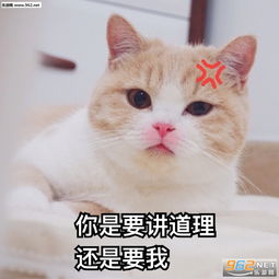  没眼看表情包图片360度害羞表情包图片下载乐游网游戏下载