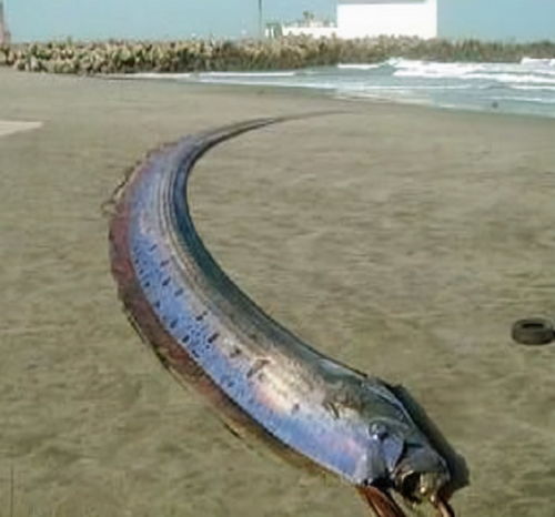  人类对海洋到底探测了多少今日头条
