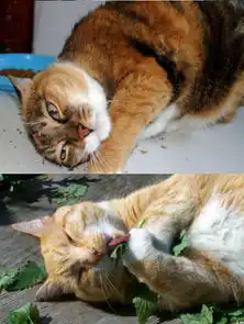 打滚表情包猫猫打滚