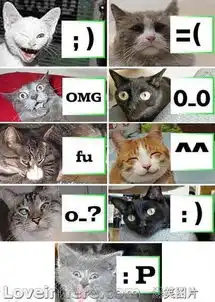  猫猫的qq表情