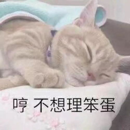  女友生气撒娇猫咪表情包不要你管,我生气了,绝交5分钟