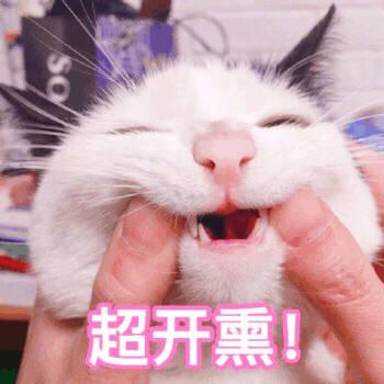 快拿开表情包猫咪