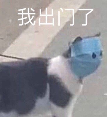  欣赏自己的照片猫咪猫咪欣赏照片自己表情