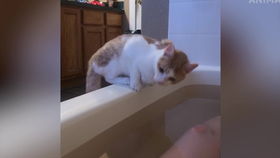  戴着浴帽乖乖泡澡的橘猫,就是小表情有点委屈.