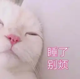  你家猫咪不温柔你错了,也许它只是对你不温柔