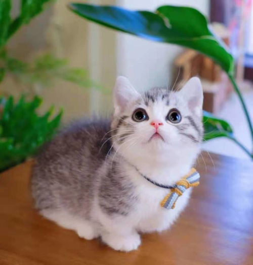  带你养猫系列矮脚猫的优点和缺点