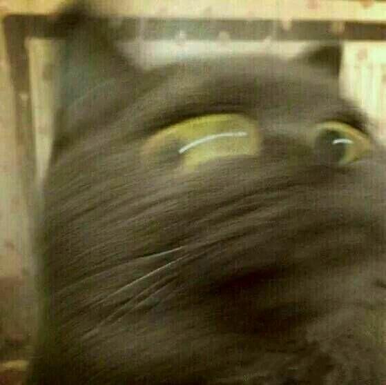  有哪些沙雕情头可以下分享一下