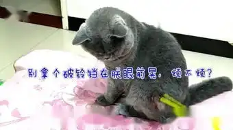  公猫