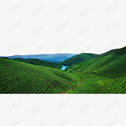  茶园免抠素材图片免费下载高清装饰图案png千库网图片编号7187893