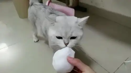  给猫孩子带回来了初雪,没想到这傻儿子竟然还去吃每日一笑欢乐有