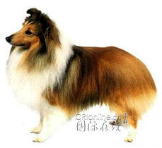  苏格兰牧羊犬图片