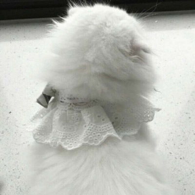  微信头像可爱猫猫咪可爱高清头像图片