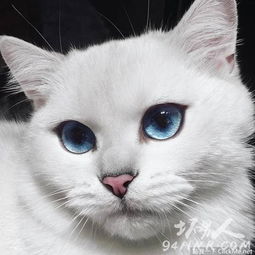  世界上最美的猫咪coby充满灵气的碧蓝色眼珠美哭43万人