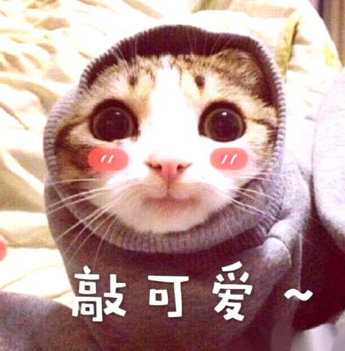  路边捡到一只小奶猫,带回家清洗,下一秒被它的举动瞬间萌化了