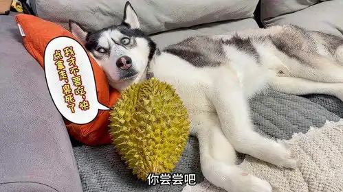 真惨表情包狗样