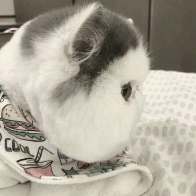  微信头像可爱猫猫咪可爱高清头像图片