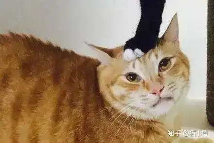 猫为什么会在地上打滚