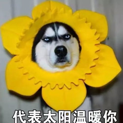  团宣聚新闻以前嫌它难看,现在想穿也找不到理由了校服报道引发怀旧潮