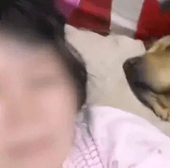  独居女子家中晕倒后,被狗狗舔了20分钟才醒来..立大功了