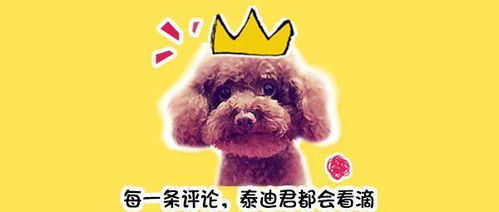  为救病倒爱犬小男孩摆摊卖身家亲口说的话让大人惭愧