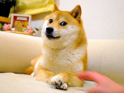  早报苹果解释被删照片复现bug发生原因表情包doge原型柴犬离世马斯克服软旗下ai需追赶chatgpt