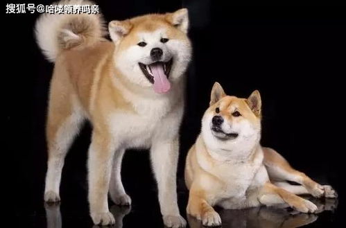  最戏精的狗狗之一柴犬,让人迷恋的绝不止微笑和表情包