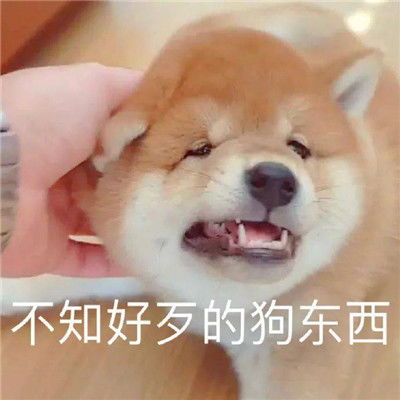 实用的斗图怼人聊天表情包还真拿自己当回事了