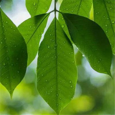  微信绿叶头像图片大全,微信头像树叶简约干净