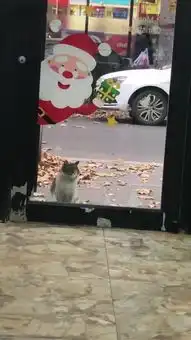  流浪猫站在宠物店门口,羡慕的表情盯着宠物猫看,网友好可怜