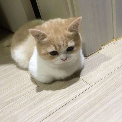 微信头像女士专用猫咪好