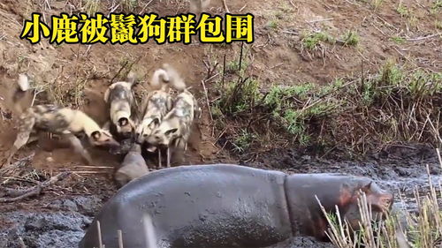  小鹿被鬣狗群包围,一只河马冲了过来,没想到河马是帮凶