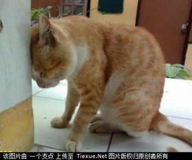  熊视频直播全集熊资料大全yy官方