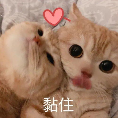  萌新速戳2020青岛大学学生社团纳新群及公众号二维码矩阵2.0来啦