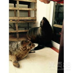  全国提供大型马戏团出租表演展览展示-黄页88网