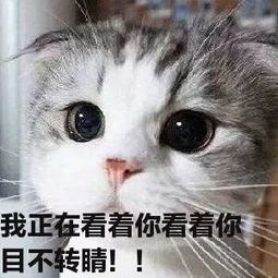 表示期待的表情包猫咪
