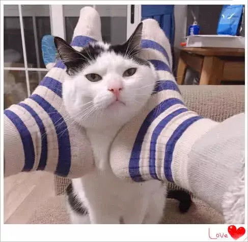 微信头像女士专用猫咪好