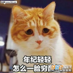  放开我我还能买表情包双十一快到了您的小可爱想要一点零花钱表情包下载乐游网游戏下载
