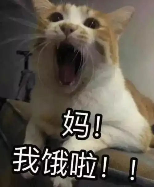  吸猫专栏妈我要吃奶妈我病了妈我饿了妈妈妈....