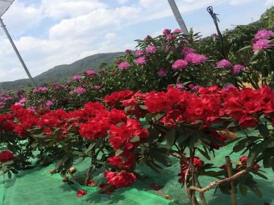  昆明名花谷交通路线,怎么去名花谷,名花谷在哪里怎么坐车